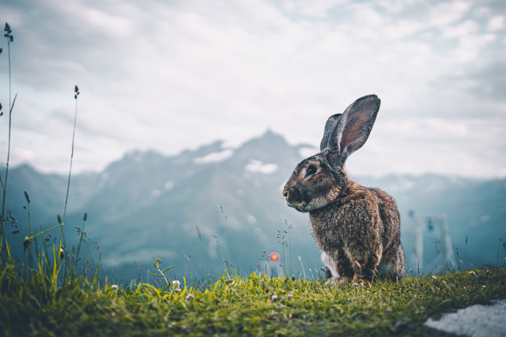 Lapin brun assis dans l’herbe devant des montagnes enveloppées de brume